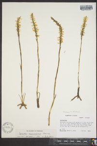 Spiranthes magnicamporum image