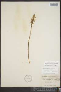 Spiranthes cernua image