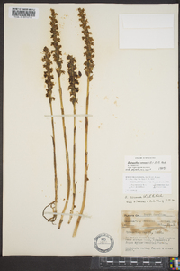 Spiranthes cernua image