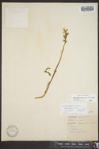 Spiranthes cernua image