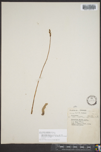 Spiranthes tuberosa image