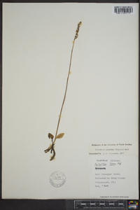 Spiranthes lacera image