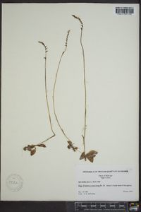 Spiranthes lacera image