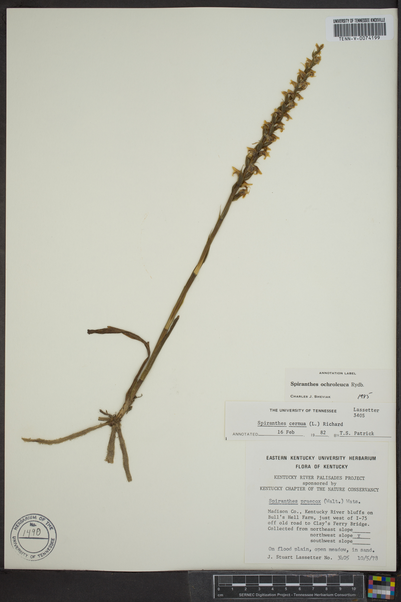 Spiranthes ochroleuca image