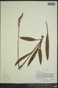 Spiranthes odorata image