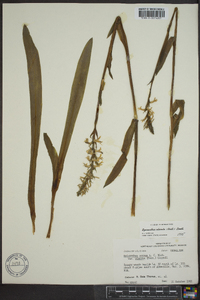 Spiranthes odorata image