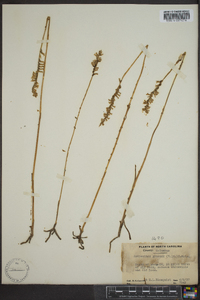 Spiranthes praecox image