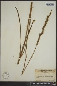 Spiranthes praecox image