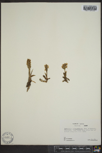 Spiranthes romanzoffiana image