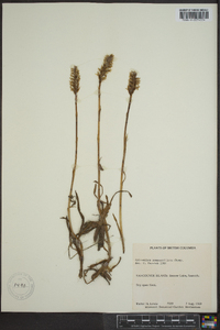 Spiranthes romanzoffiana image