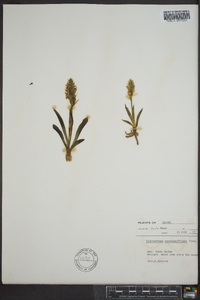 Spiranthes romanzoffiana image