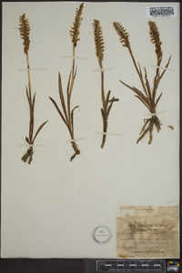 Spiranthes romanzoffiana image