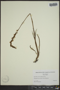 Spiranthes vernalis image