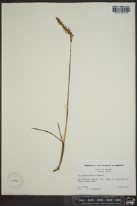 Spiranthes vernalis image