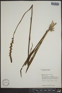 Spiranthes vernalis image