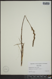 Spiranthes vernalis image