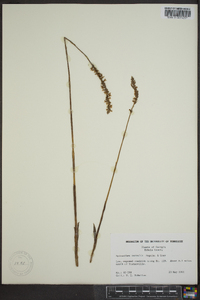 Spiranthes vernalis image