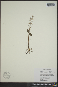 Listera australis image