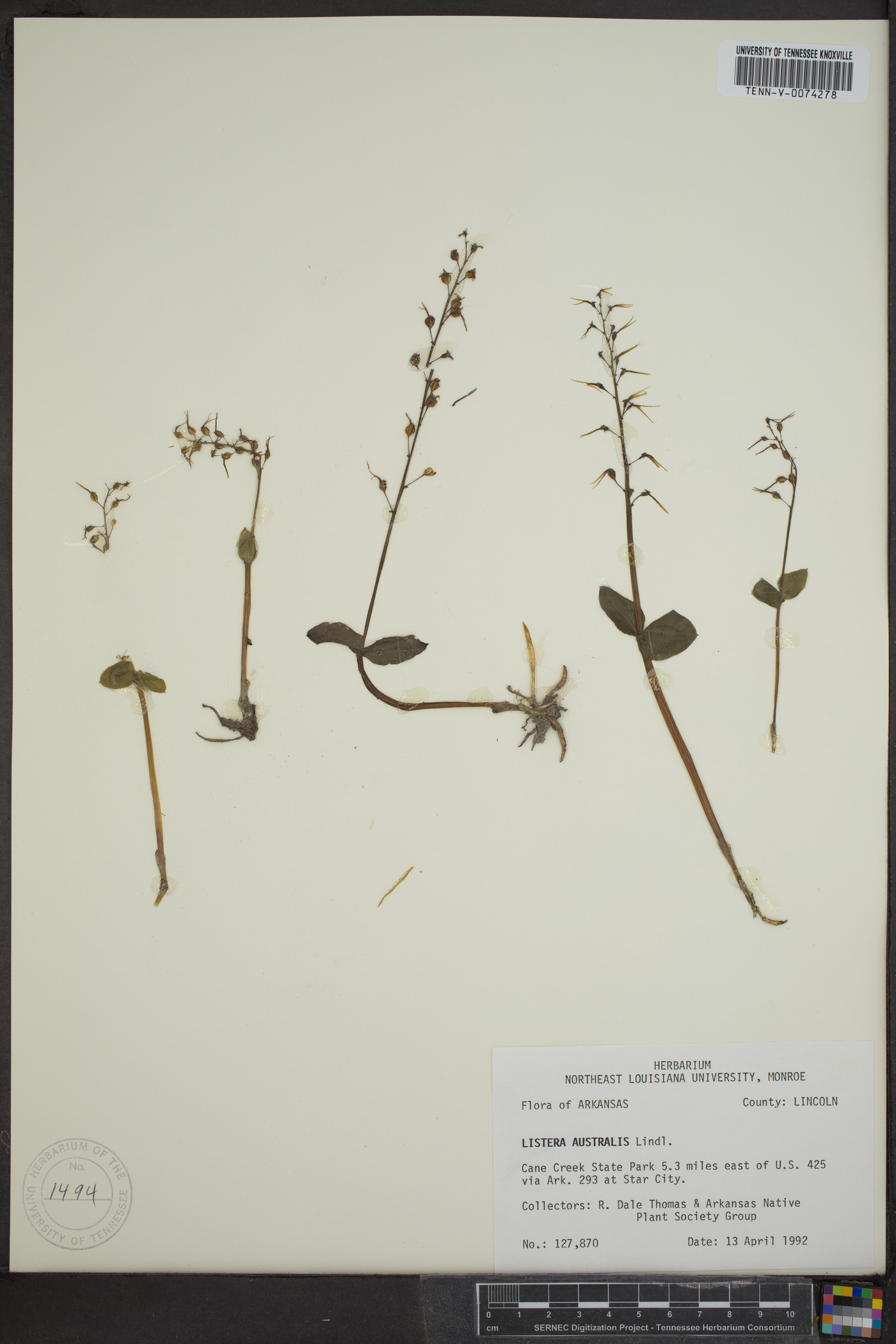 Listera australis image