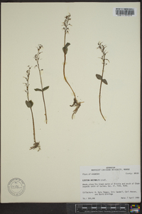 Listera australis image