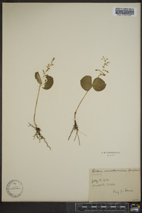 Listera convallarioides image