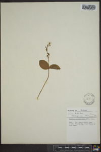 Listera australis image