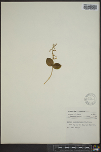 Listera convallarioides image