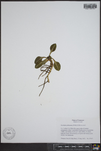 Goodyera pubescens image