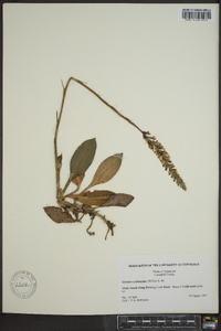 Goodyera pubescens image