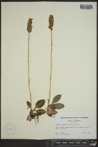 Goodyera pubescens image