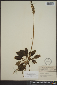 Goodyera pubescens image