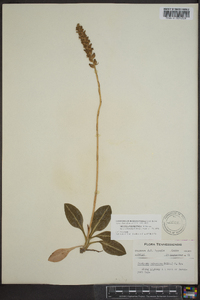 Goodyera pubescens image