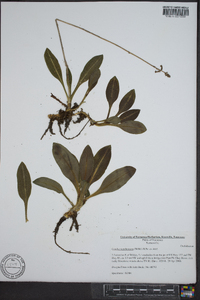 Goodyera pubescens image