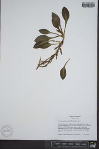 Goodyera pubescens image