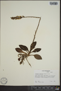 Goodyera pubescens image