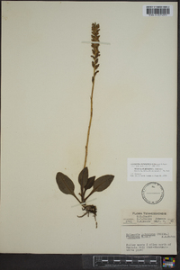 Goodyera pubescens image