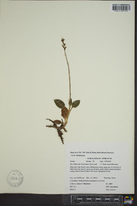 Goodyera pubescens image