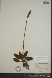 Goodyera pubescens image