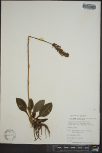 Goodyera pubescens image