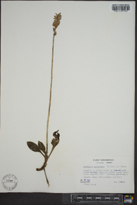 Goodyera pubescens image