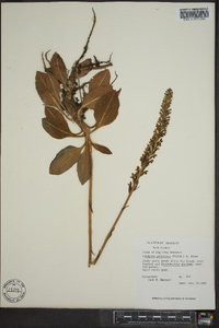 Goodyera pubescens image