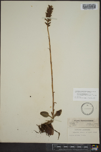 Goodyera pubescens image