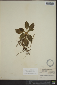 Goodyera pubescens image