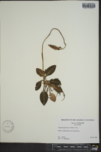 Goodyera pubescens image