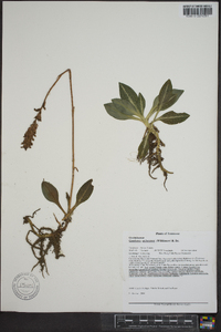 Goodyera pubescens image