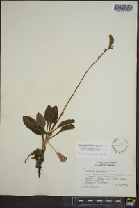 Goodyera pubescens image