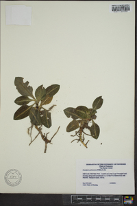 Goodyera pubescens image