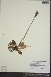 Goodyera pubescens image