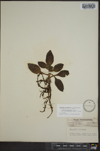 Goodyera pubescens image