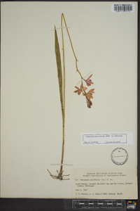 Calopogon tuberosus var. tuberosus image